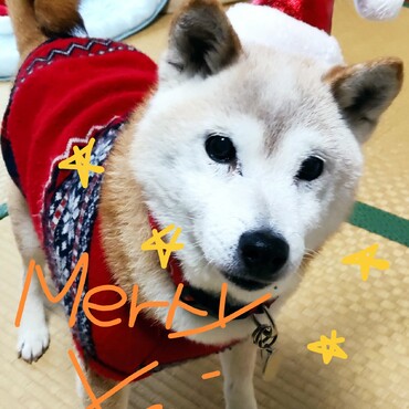 みなさま＾＾ステキなChristmasを♥❤