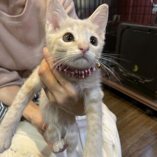 優しい毛色☆みなこ