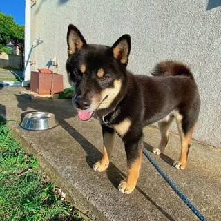 元気な1歳の黒柴犬、里親募集中です<募集終了>