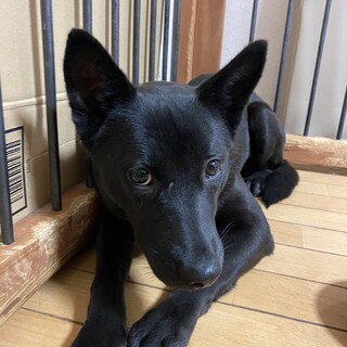 穏やか＊デビちゃんの家族を探しています