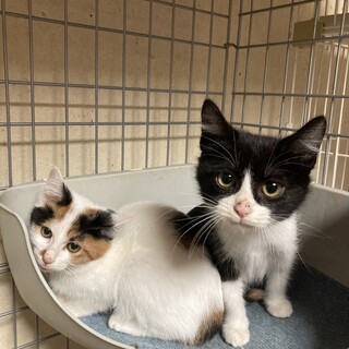 めっちゃ可愛いニャン兄妹(o^^o)