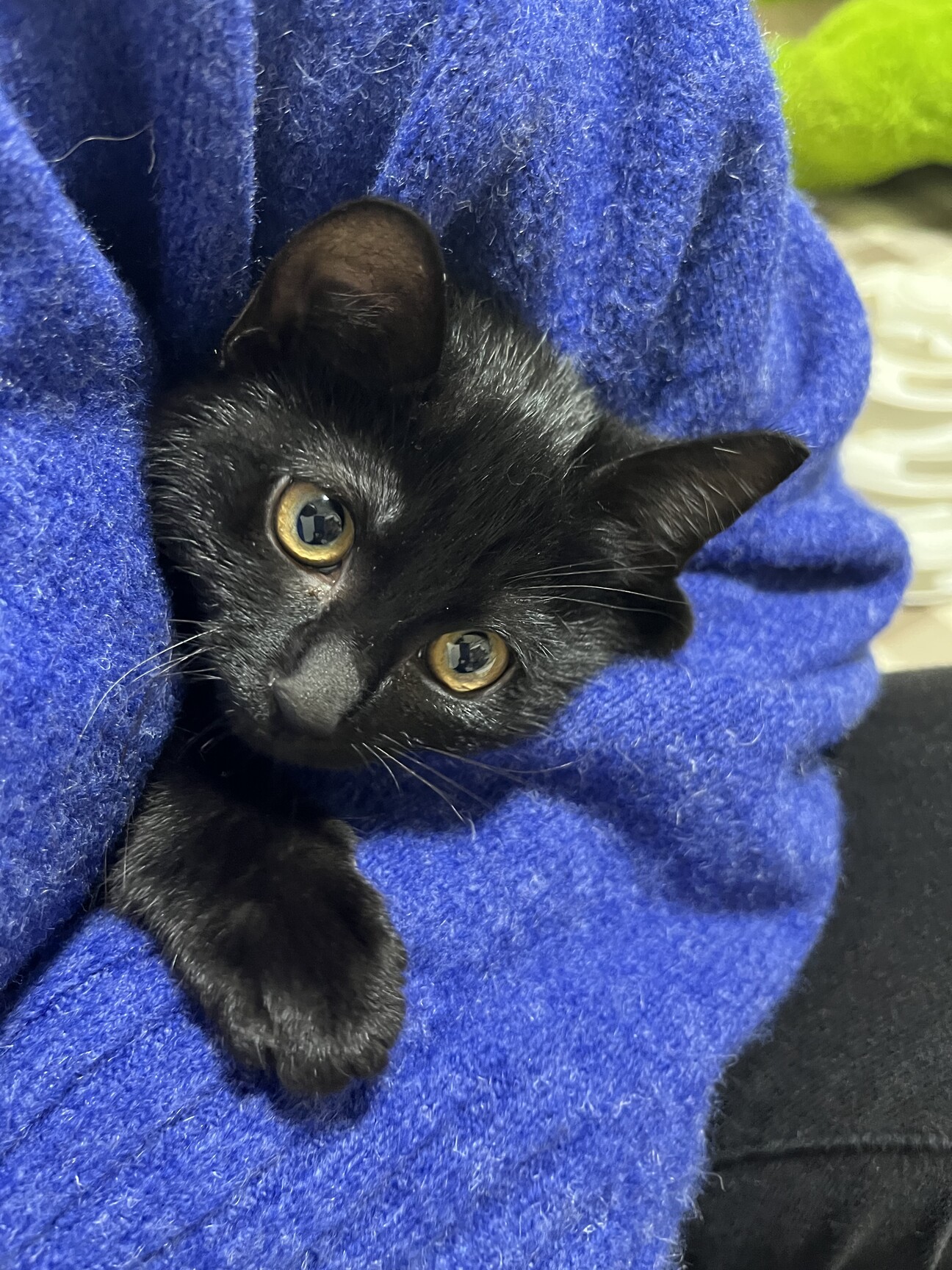 黒キジ猫 ご確認用です!!