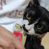 【12/25東日本橋】抱っこが大好き♥️ケイくん サムネイル2