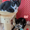【12/25東日本橋】抱っこが大好き♥️ケイくん サムネイル5