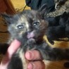 赤ちゃん猫の里親さんを探しています サムネイル3