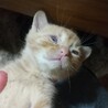 赤ちゃん猫の里親さんを探しています サムネイル4