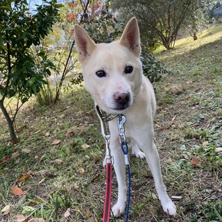 人が大好き！かまってちゃん