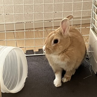 お腹に黒い輪っかがあるもふもふウサギ