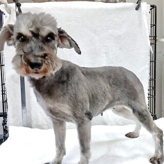 シュナウザーの女の子