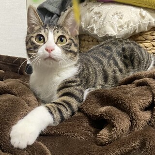 マイペースなイケメン子猫、セリ