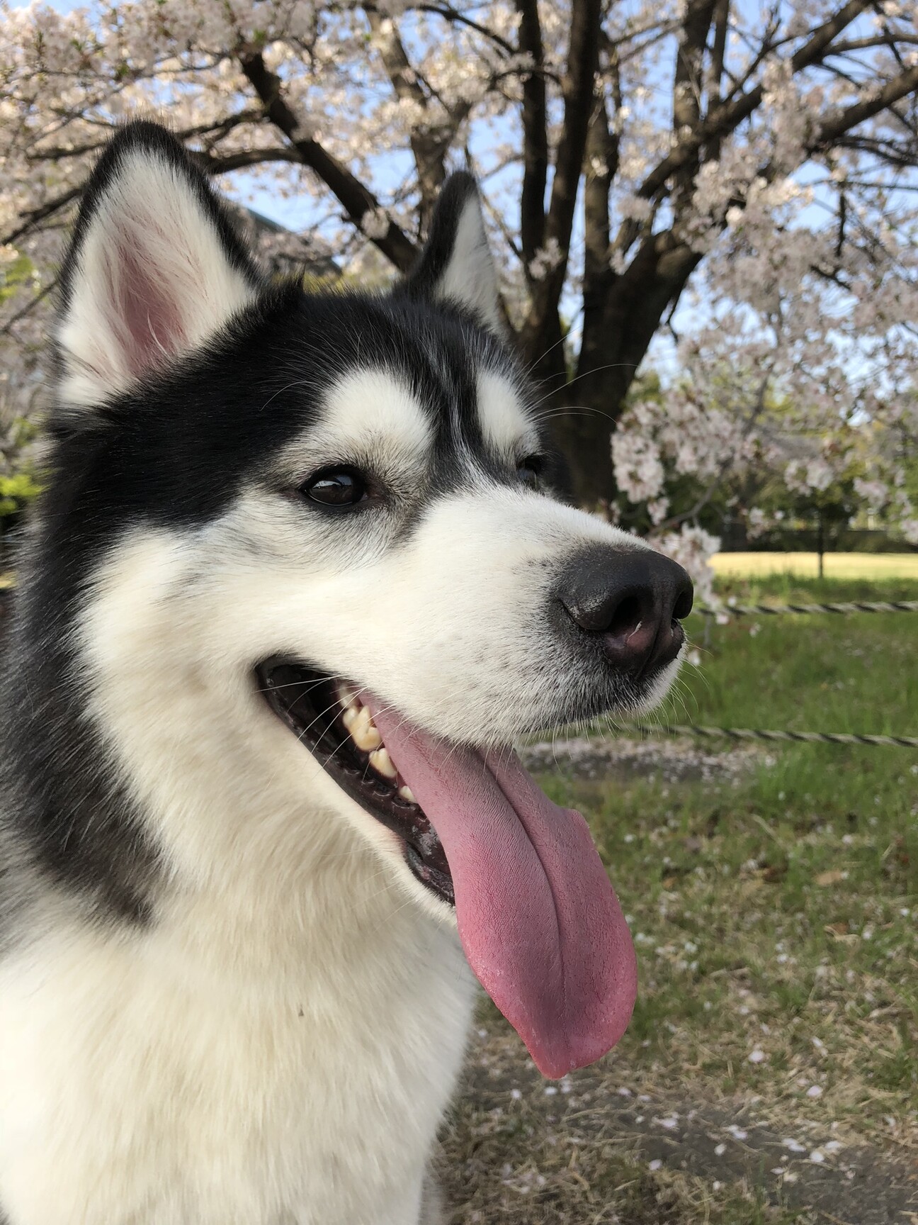 可愛いお顔のシベリアンハスキー 群馬県 犬の里親募集 ペットのおうち 月間利用者150万人 可愛いお顔のシベリアンハスキー 群馬県 犬の里親募集 ペットのおうち 月間利用者150万人