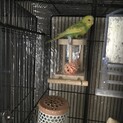 里親決まりました