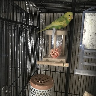 里親決まりました