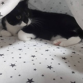 ハチワレ猫・♂猫・４歳