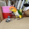 はるまめ0号