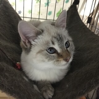 穏やかな性格の子猫