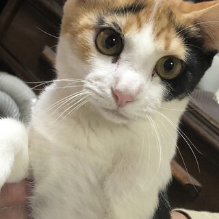 障害をものともしない！元気な三毛猫かれんちゃん