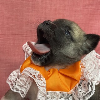 保健所から保護・子犬♀カレンちゃん♡キュートです