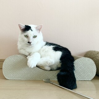 愛嬌たっぷり甘えん坊３頭身の元ボス猫