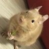 よーこ0721