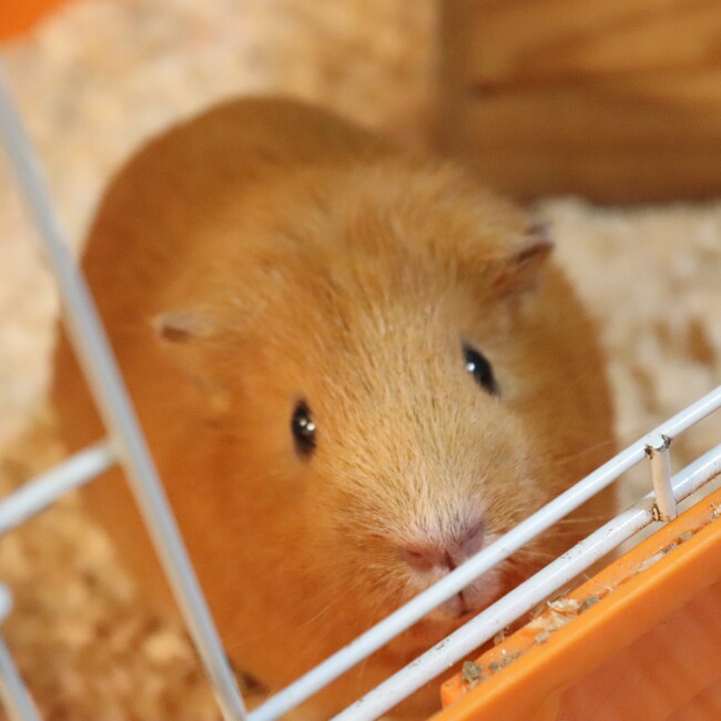 よーこ0721のカバー写真