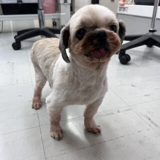 静かなシーズーの女の子モカちゃん