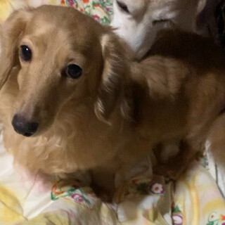 甘えん坊の「ラムちゃん」