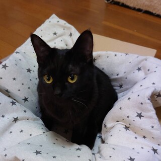 甘ったれな膝乗り女子　サーニャ