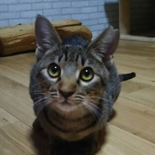 甘えん坊な人間ストーカー女子　ゆうか