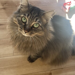 ふわっふわの毛がたまらない「聖(ひじり)」ちゃん