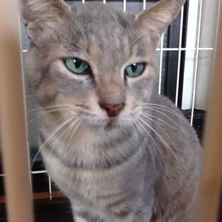 人懐っこくて甘えん坊の「パティ」くん