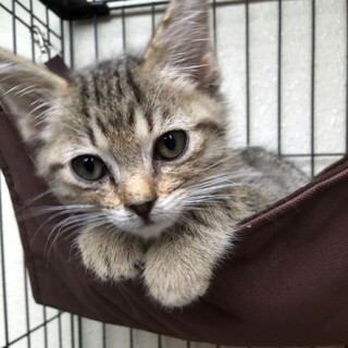 子猫（オス生後約2ヵ月）の里親さんを募集いたします