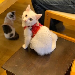 可愛い女王様 人懐こい白猫マキマちゃん