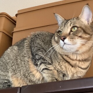 わがままボディ　にっしー君の里親募集中