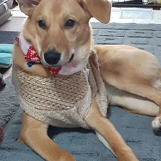 甘えん坊のヤンチャガール❗ルナ