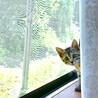 ぎんたむぎさん