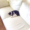 ひと仕事終えてソファで休もうとしたら先客がいました…