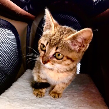 動物病院に行った日。不安でいっぱい…