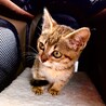 動物病院に行った日。不安でいっぱい…