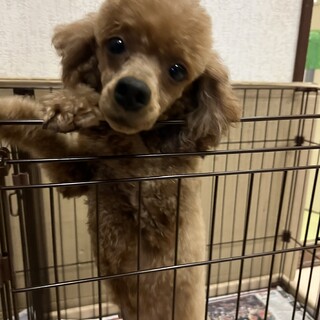 ちょっと大きいけど、３歳トイプードル女の子