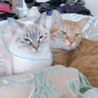 [里親募集]シャムトラミックスだと思われます。