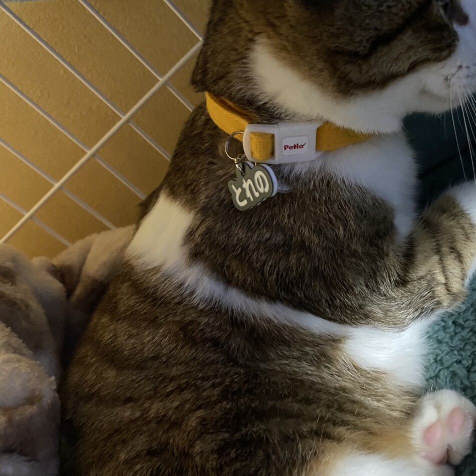 トレノのカバー写真