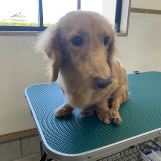 ダックスの女の子