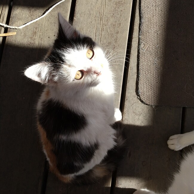 ハナコソラのカバー写真