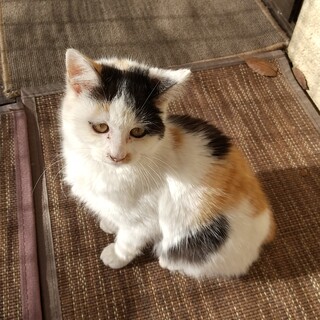 生後３ヶ月、かわいいミケ、抱っこできます！