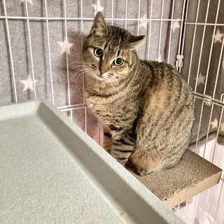 お目めパッチリ可愛いサクラちゃん