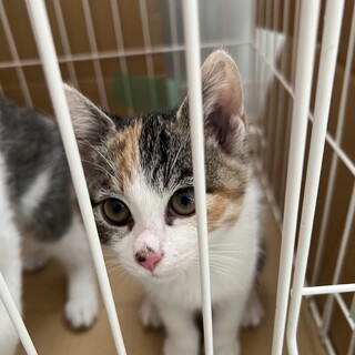 保護した子猫(ミケ)の養子縁組募集