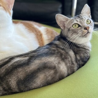 【1/9芝浦】アメショー風お行儀よし★せりちゃん