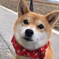 とってもかわいい♡豆柴の茜ちゃん