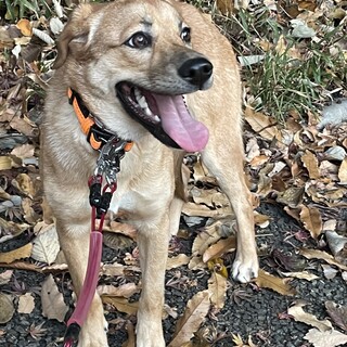 かわいいノアちゃんの家族を探しています！！